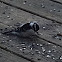 Downy woodpecker