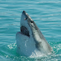 Great White Shark