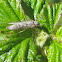 Non-Biting Midge