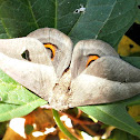 Shady Automeris