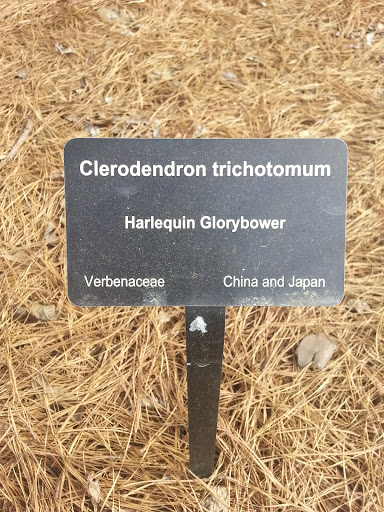 Harlequin Glorybower