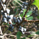 Northern Bayberry