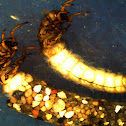 Caddisfly larva - Limnephilidae