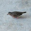 Common Ground Dove