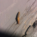 Slug