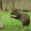 Agouti