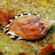 Heavy Bonnet (dwarf)