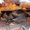 Red toad