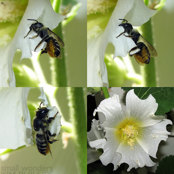 Leafcutter Bee Nesting Project Noah