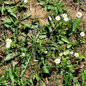 Annual daisy