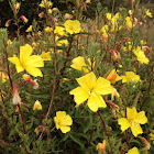Evening Primrose