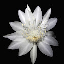 Night Blooming Cereus