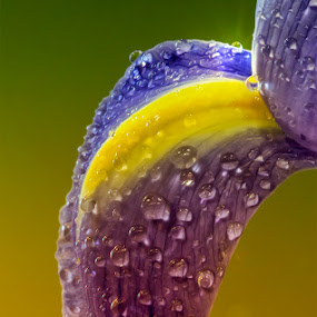 Drips Of Bliss by Bill Tiepelman - Nature Up Close Flowers ( drip, water, purple, droplet, blue, drips, drop, drops, yellow, closeup, petal.macro, flower )