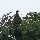 Crested Guan