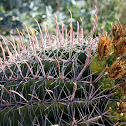 Compass Barrel Cactus
