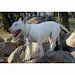   Bull Terrier