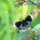 Blue Pansy