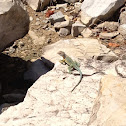 Eastern Collared Lizard