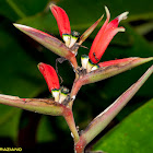 Heliconia