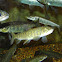 Lake Trout