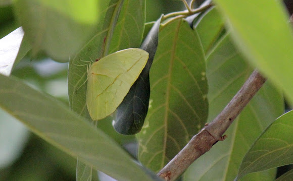Spotting Image 1