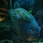 Red bellied piranha