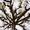 Kapok Tree
