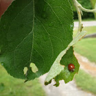 Lady bug