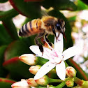 Western Honey Bee