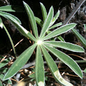Arizona lupine