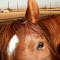 Gallopingphotog