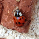 Multicolored Asian Lady Beetle
