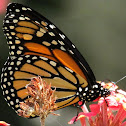 Monarch Butterfly
