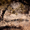 Mule Deer