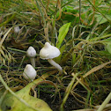 White Fibrecap/Witte satijnvezelkop