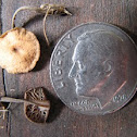 tiny Marasmius mushroom