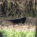 Shiny Cowbird