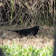 Shiny Cowbird