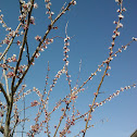 Apricot