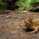 Common Frog