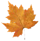 [autumn_leaf_brown[4].gif]