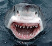 jaws