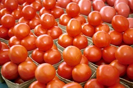 [tomato14.jpg]