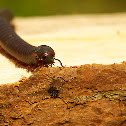 Millipede