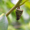 casemoth