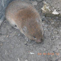 Woodland vole