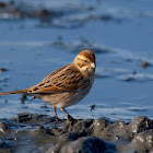 Escribano palustre (Reed Bunting)