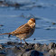Escribano palustre (Reed Bunting)