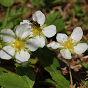 Wild Strawberry