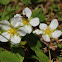Wild Strawberry